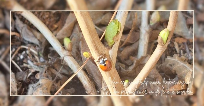 Van een winterdip naar lente-energie! 5 Tips om productiever in de lente te worden.